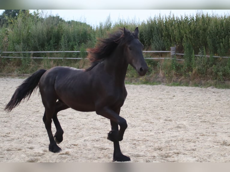 Fries paard Hengst 1 Jaar Zwart in Marl