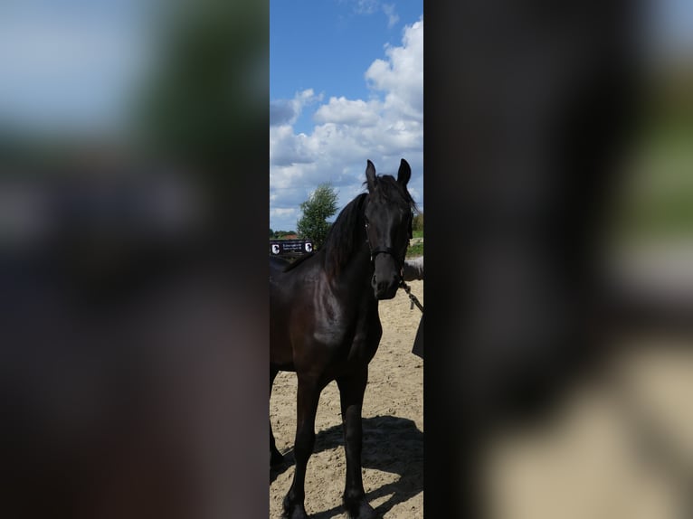 Fries paard Hengst 1 Jaar Zwart in Marl