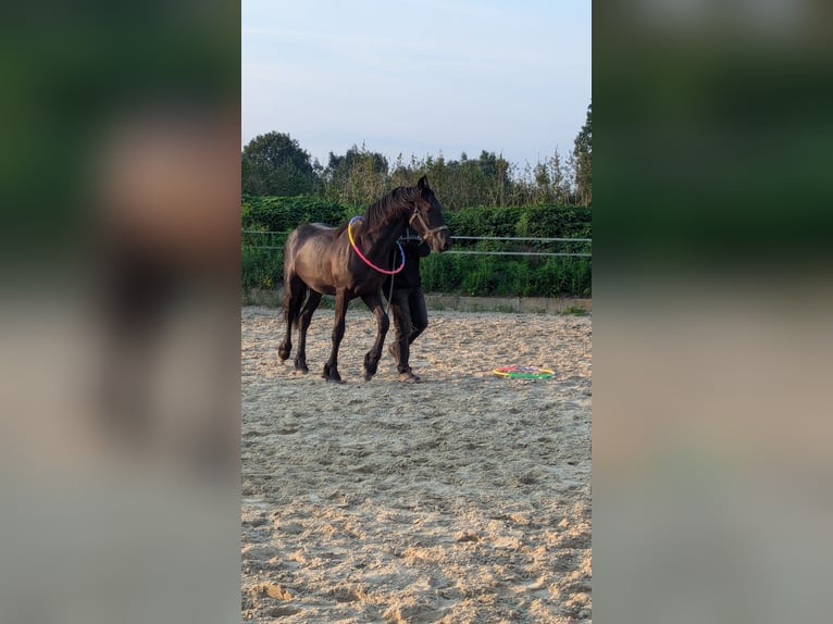 Fries paard Hengst 1 Jaar Zwart in Marl