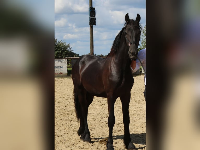 Fries paard Hengst 1 Jaar Zwart in Marl