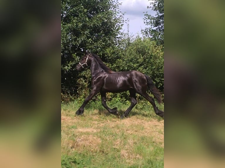 Fries paard Hengst 1 Jaar Zwart in Żary