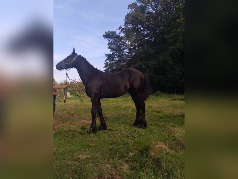 Fries paard Hengst 1 Jaar Zwart in Żary