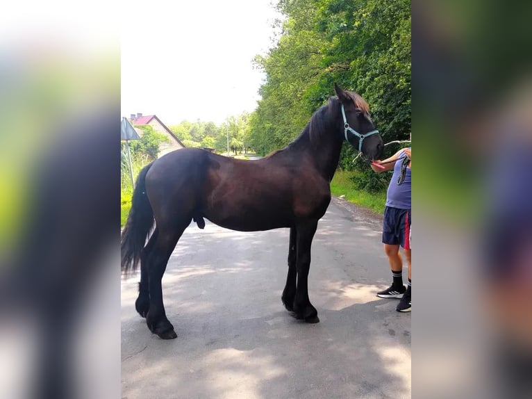 Fries paard Hengst 1 Jaar Zwart in Żary