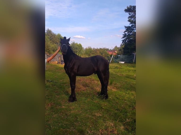 Fries paard Hengst 1 Jaar Zwart in Żary