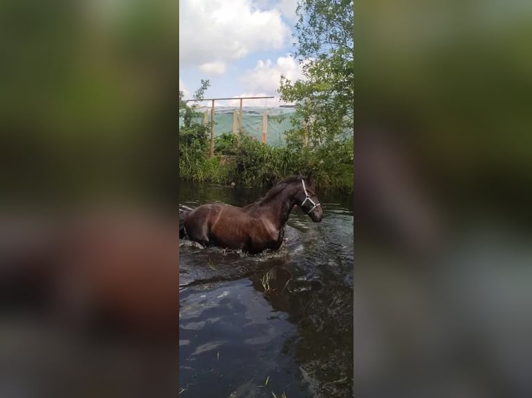 Fries paard Hengst 1 Jaar Zwart in Żary