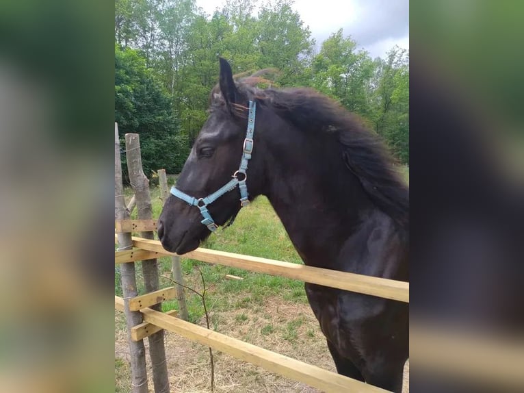 Fries paard Hengst 1 Jaar Zwart in Żary