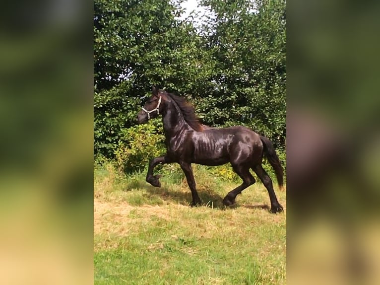 Fries paard Hengst 1 Jaar Zwart in Żary