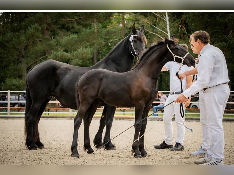 Fries paard Hengst 1 Jaar Zwart in ZwönitzZwönitz