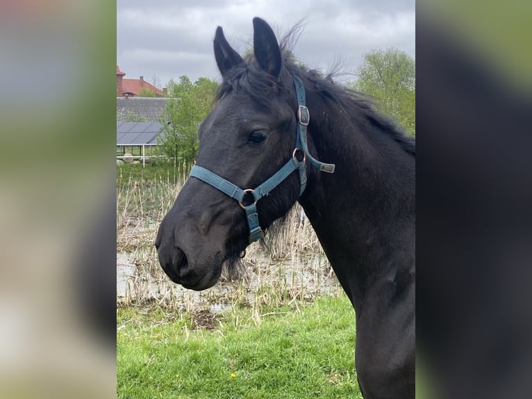 Fries paard Hengst 1 Jaar Zwart in Mystkowo