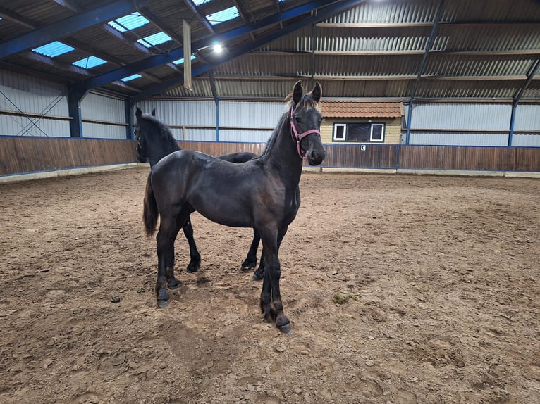 Fries paard Hengst 1 Jaar Zwart in Dalen