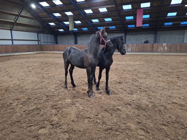 Fries paard Hengst 1 Jaar Zwart in Dalen