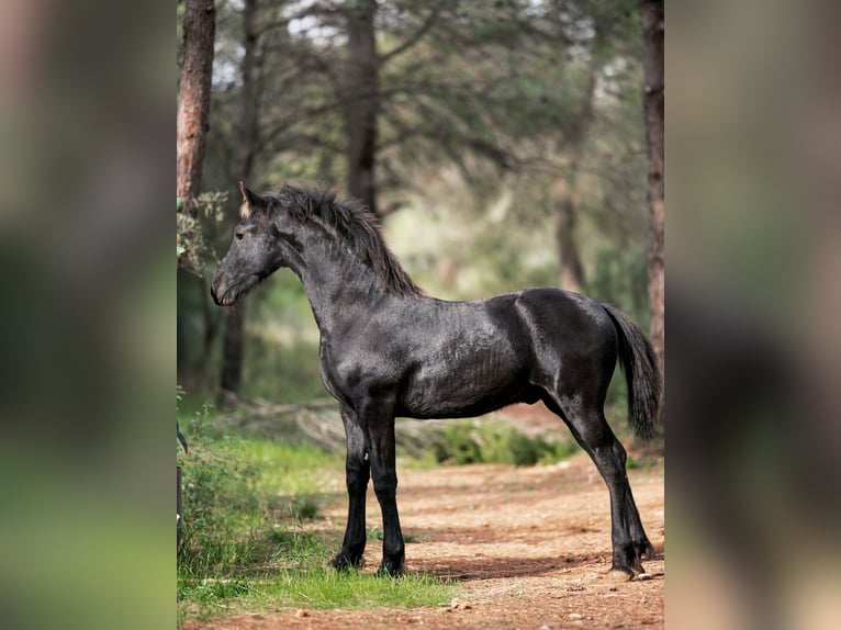 Fries paard Hengst 1 Jaar Zwart in Soneja