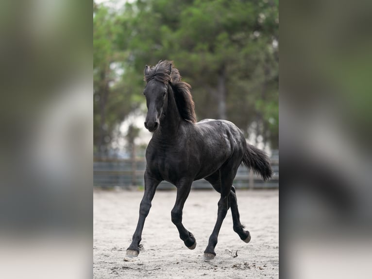 Fries paard Hengst 1 Jaar Zwart in Soneja