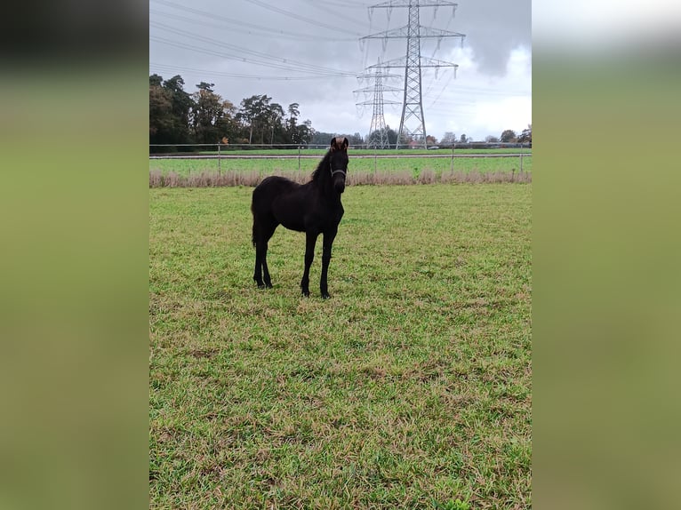 Fries paard Hengst 1 Jaar Zwart in Stemwede