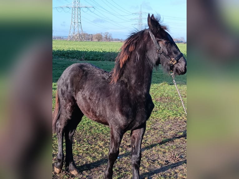 Fries paard Hengst 1 Jaar Zwart in Stemwede