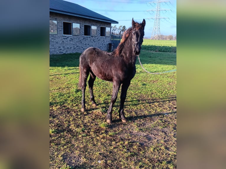 Fries paard Hengst 1 Jaar Zwart in Stemwede