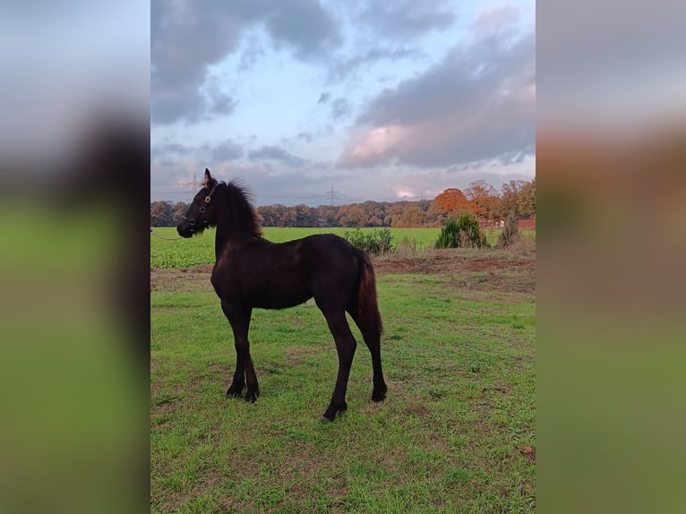 Fries paard Hengst 1 Jaar Zwart in Stemwede