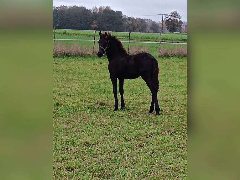 Fries paard Hengst 1 Jaar Zwart in Stemwede