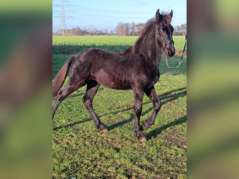 Fries paard Hengst 1 Jaar Zwart in Stemwede