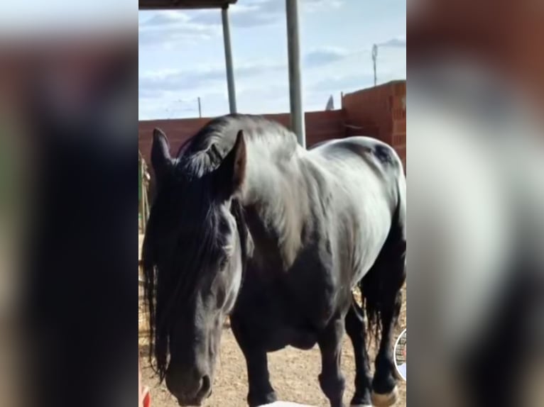 Fries paard Hengst 20 Jaar 173 cm Zwart in La Coronada