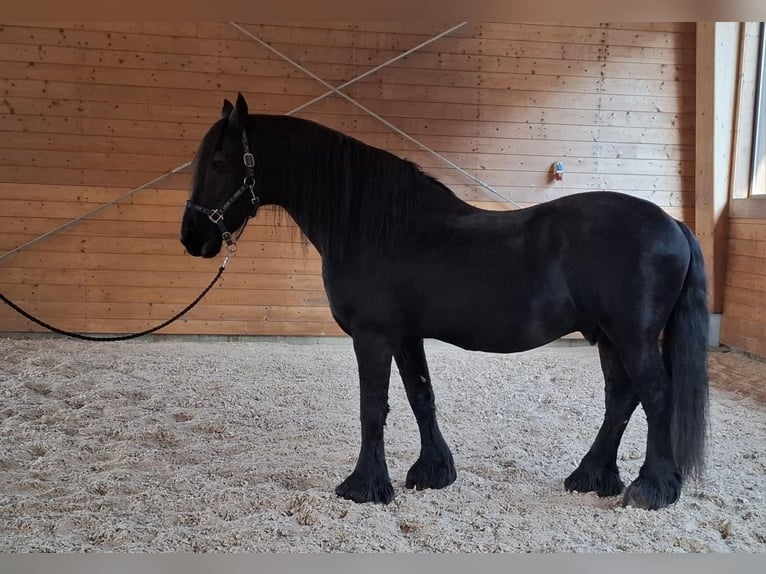 Fries paard Hengst 22 Jaar Zwartbruin in Madona