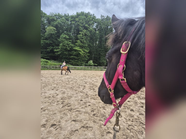 Fries paard Hengst 2 Jaar 154 cm Zwartbruin in Hofheim am Taunus