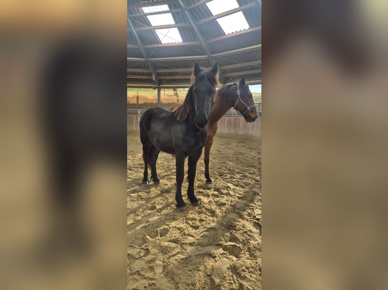 Fries paard Hengst 2 Jaar 154 cm Zwartbruin in Hofheim am Taunus