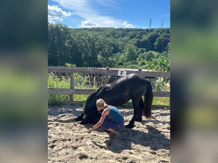 Fries paard Hengst 2 Jaar 154 cm Zwartbruin in Hofheim am Taunus