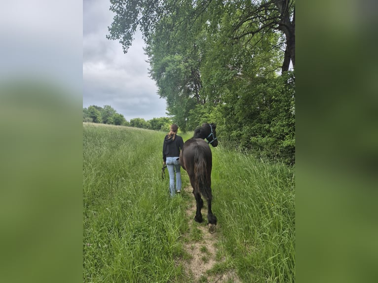 Fries paard Hengst 2 Jaar 154 cm Zwartbruin in Hofheim am Taunus