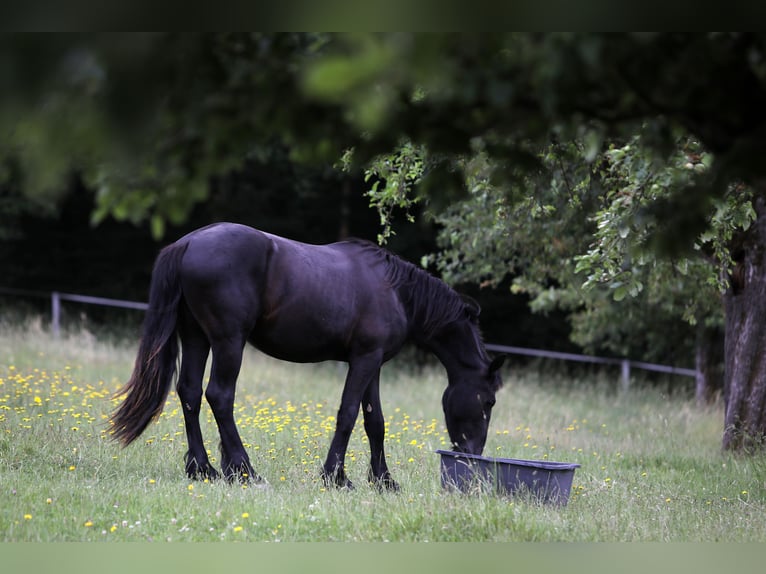 Fries paard Hengst 2 Jaar 154 cm Zwartbruin in Hofheim am Taunus