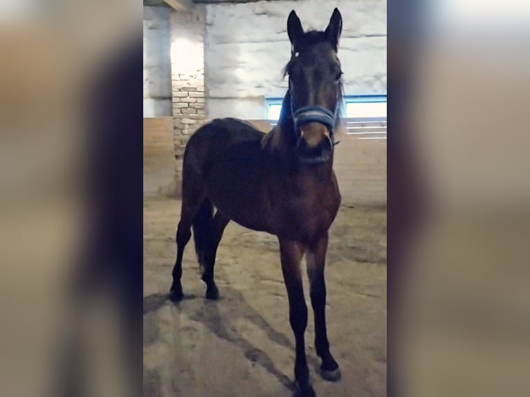 Fries paard Mix Hengst 2 Jaar 155 cm Bruin in Scheibenberg