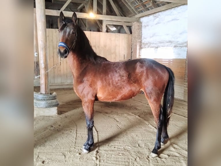 Fries paard Mix Hengst 2 Jaar 155 cm Bruin in Scheibenberg