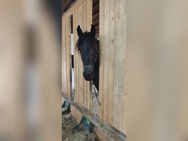 Fries paard Hengst 2 Jaar 155 cm Zwart in Patersdorf