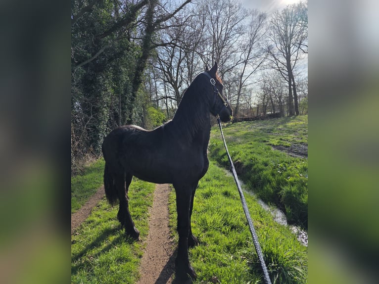 Fries paard Hengst 2 Jaar 157 cm Zwart in Enschede