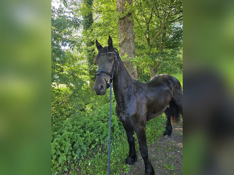 Fries paard Hengst 2 Jaar 157 cm Zwart in Enschede