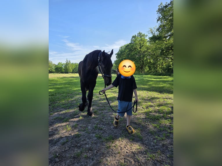 Fries paard Hengst 2 Jaar 157 cm Zwart in Enschede