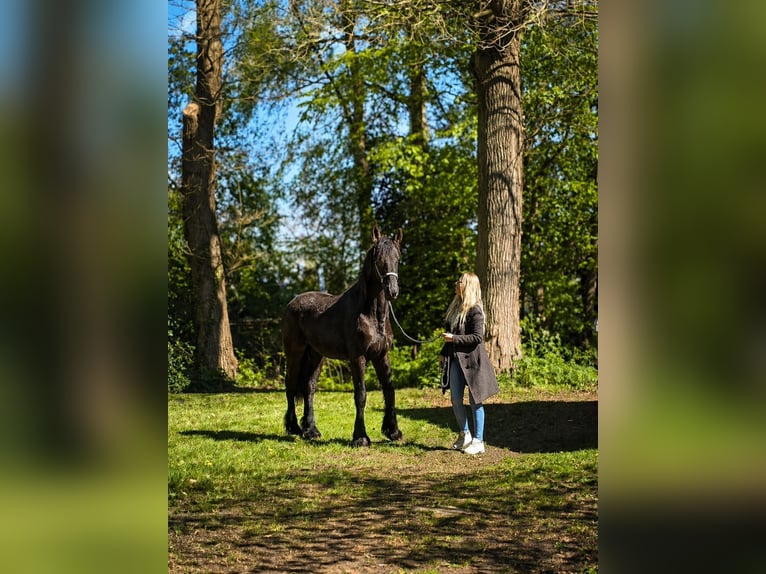 Fries paard Hengst 2 Jaar 157 cm Zwart in Enschede