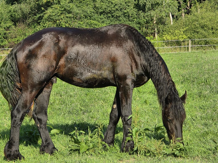 Fries paard Hengst 2 Jaar 157 cm Zwart in Enschede