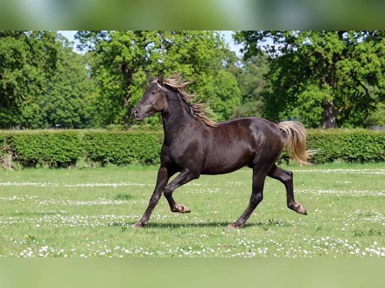 Fries paard Hengst 2 Jaar 158 cm Zwart in goven