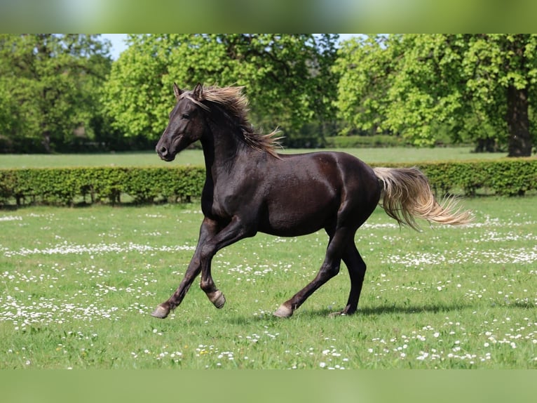 Fries paard Hengst 2 Jaar 158 cm Zwart in goven