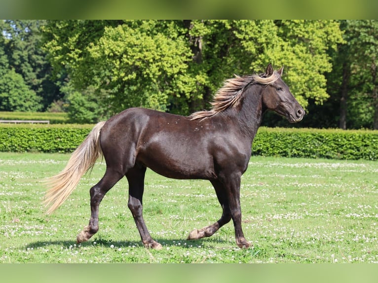 Fries paard Hengst 2 Jaar 158 cm Zwart in goven