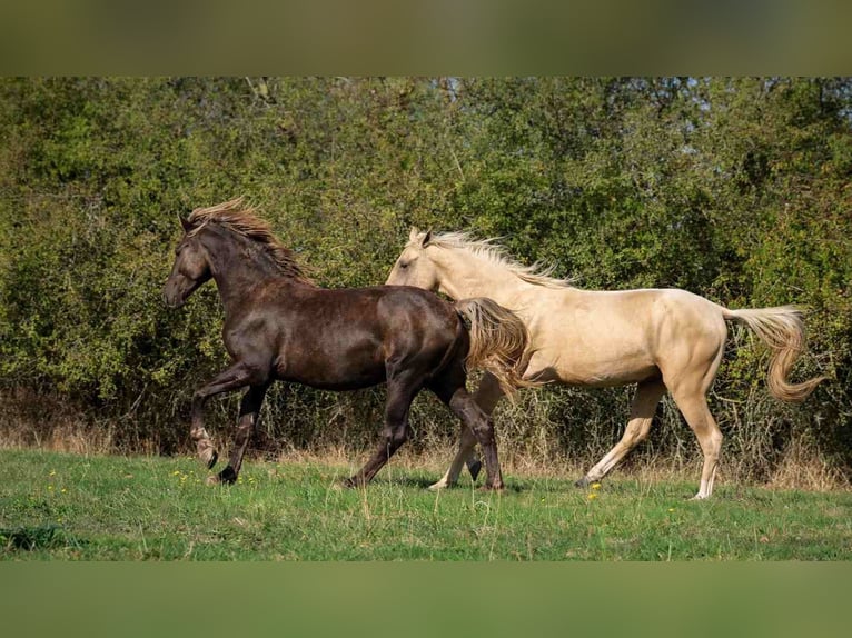 Fries paard Hengst 2 Jaar 158 cm Zwart in goven