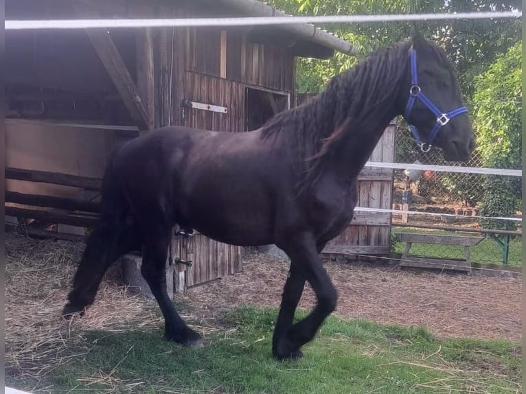 Fries paard Hengst 2 Jaar 160 cm Zwart in Bersteland