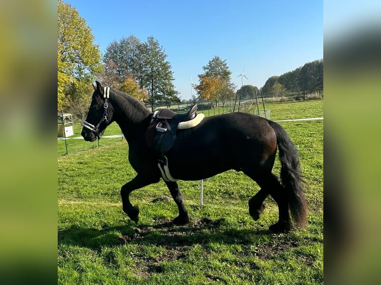 Fries paard Hengst 2 Jaar 160 cm Zwart in Bersteland