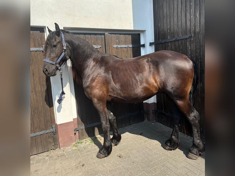 Fries paard Hengst 2 Jaar 160 cm Zwart in Bersteland