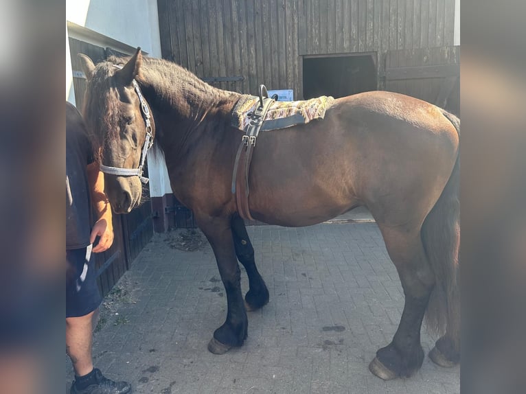 Fries paard Hengst 2 Jaar 160 cm Zwart in Bersteland