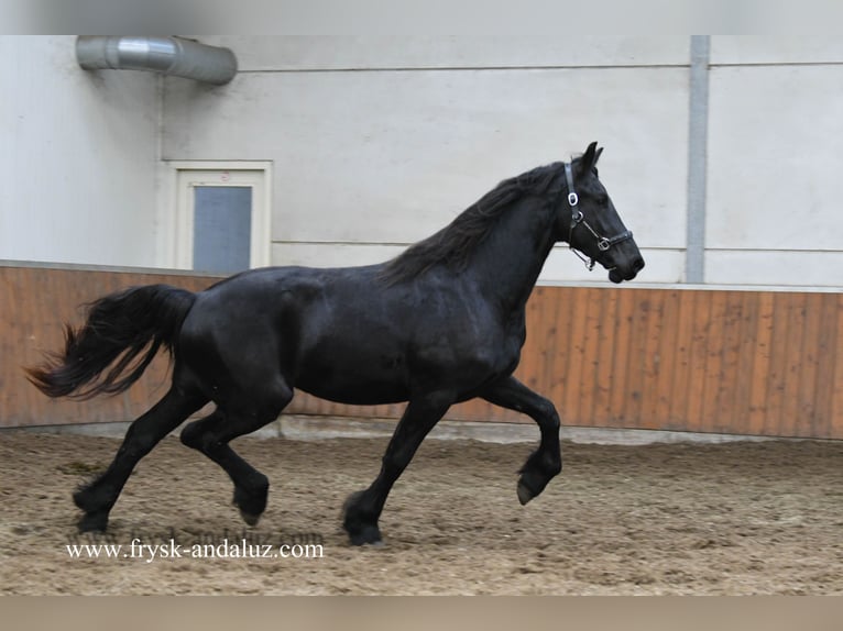 Fries paard Hengst 2 Jaar 160 cm Zwart in Mijnsheerenland