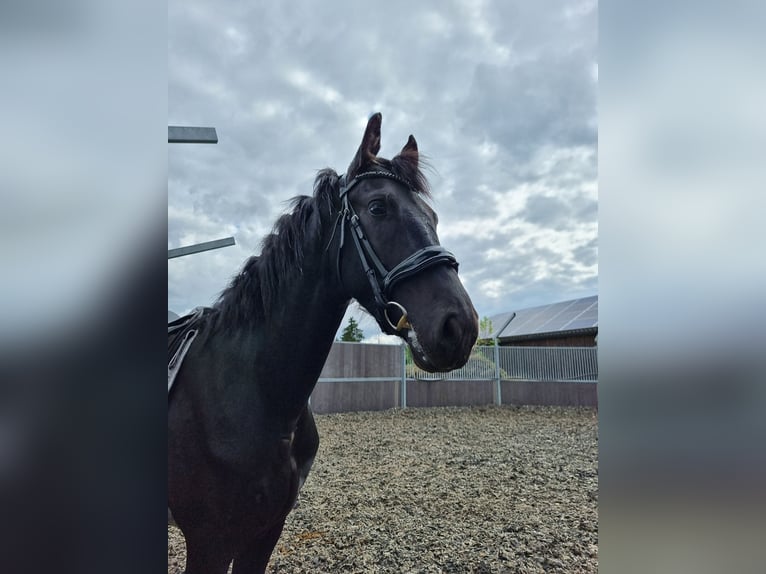 Fries paard Hengst 2 Jaar 161 cm Zwart in Maastricht