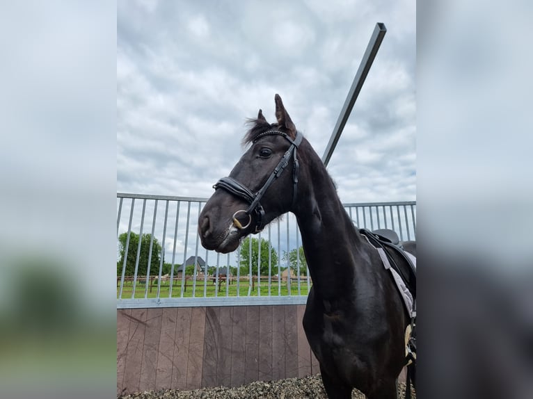 Fries paard Hengst 2 Jaar 161 cm Zwart in Maastricht