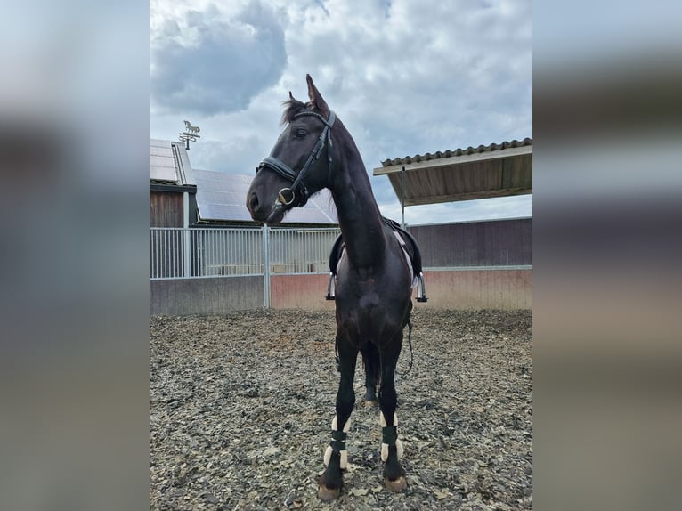 Fries paard Hengst 2 Jaar 161 cm Zwart in Maastricht